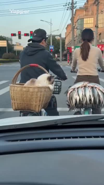 布偶猫偷鱼被吓怒,红灯街头的趣味动画场景
