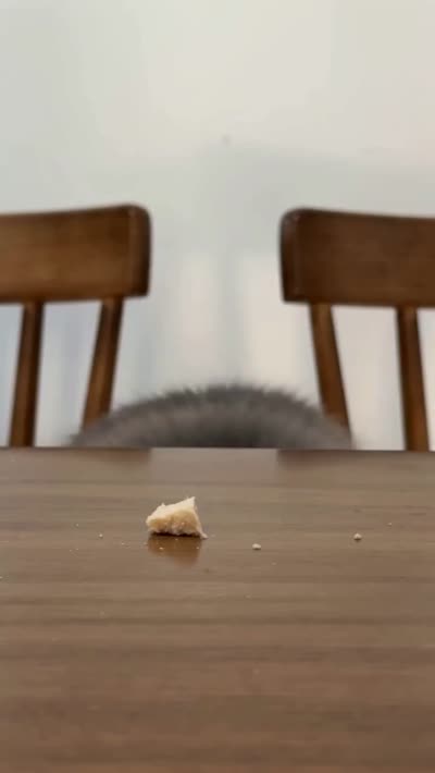 猫咪偷食大作战:电影感宠物VLOG动作序列