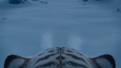冰川白虎猎杀:第一人称视角震撼追踪
