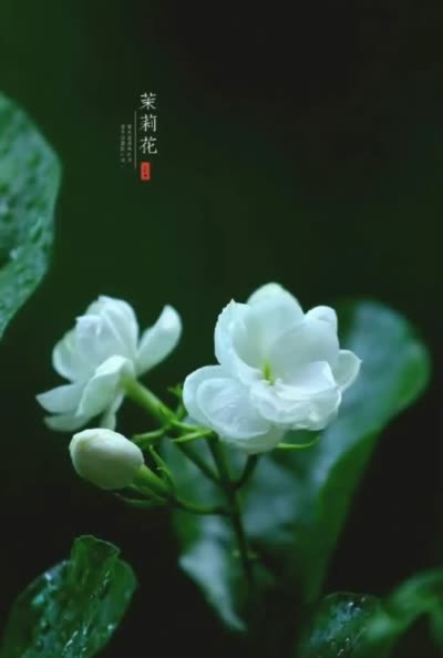唯美4K茉莉花视频:清晨茶园,微风轻拂