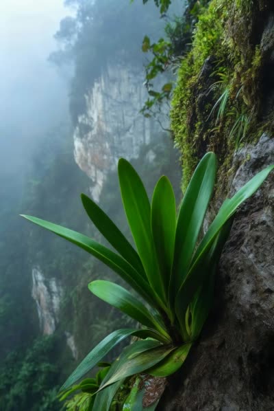 花苞绽放:震撼植物生长延时摄影