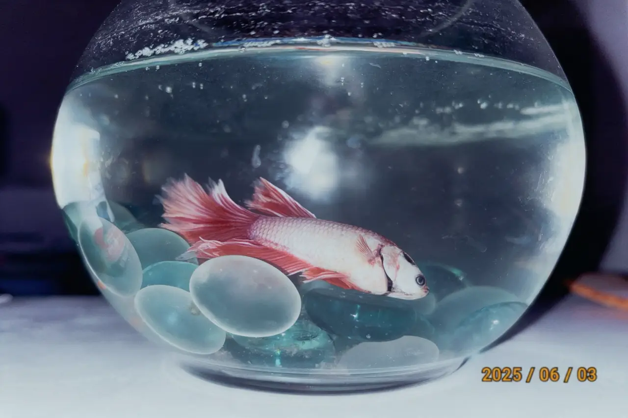 绵绵｜图片节点 2