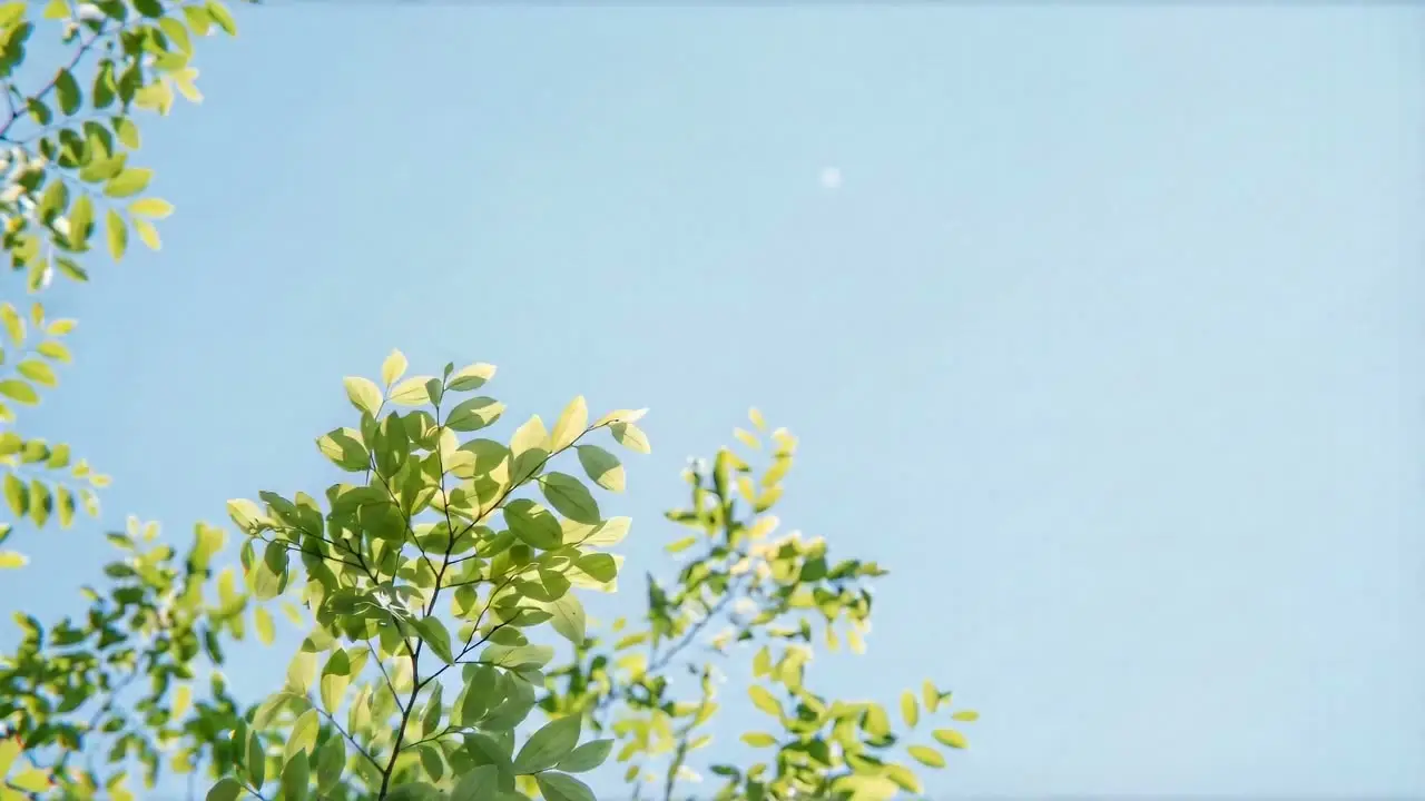 《七里香》MV 短片｜视频节点 39