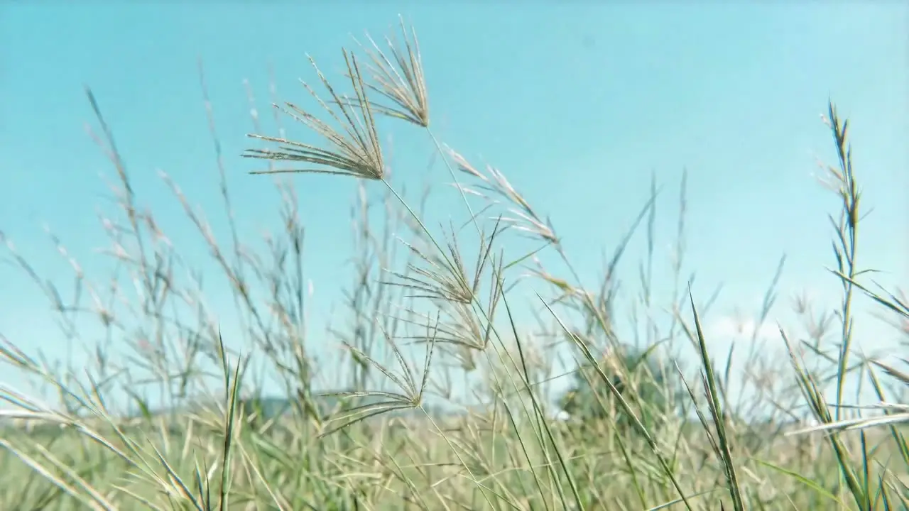 《七里香》MV 短片｜视频节点 2