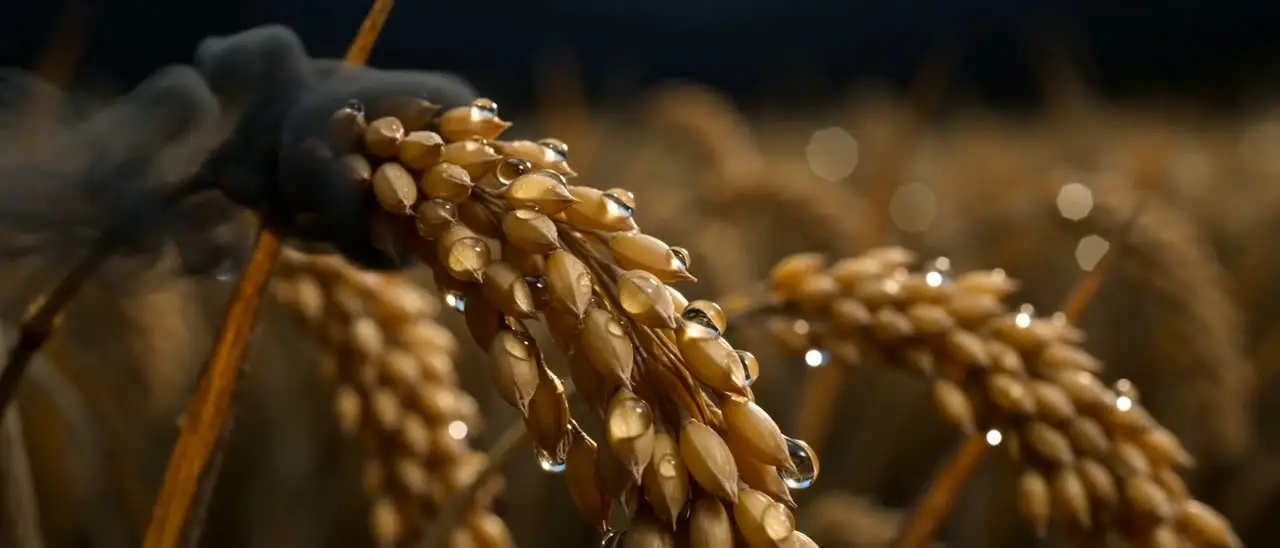 《织凤令》｜视频节点 31