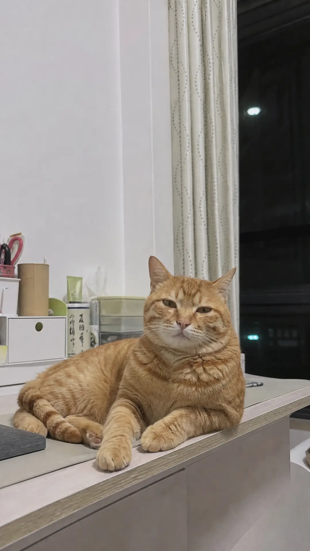 《最后一声妈妈》小猫不会说话，可它临走前叫了我一声"妈妈"｜图片节点 7