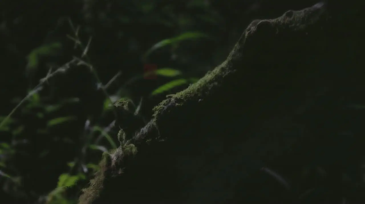 云南古茶|讀树|The Tree Remembers｜视频节点 4