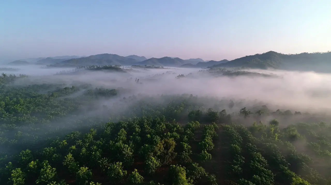 书亦丨一桶大阳光青提脆梅茶｜图片节点 17