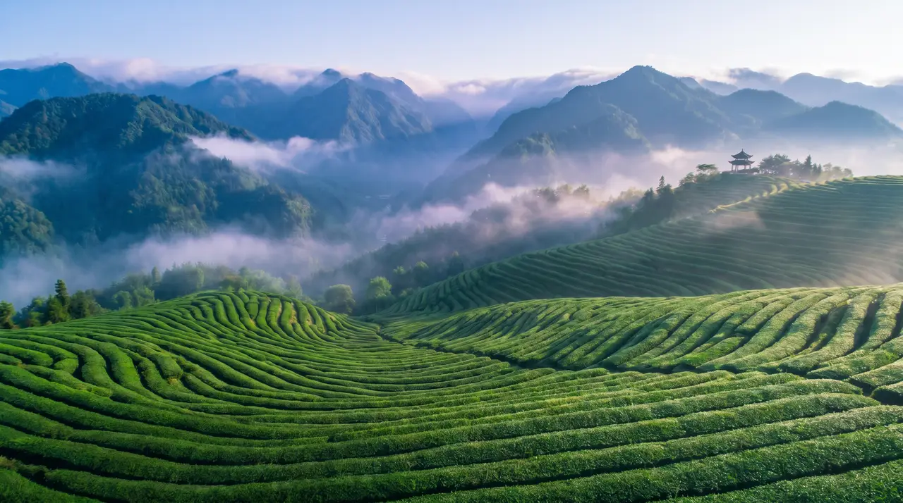 《茶舞》｜图片节点 22 - 副本