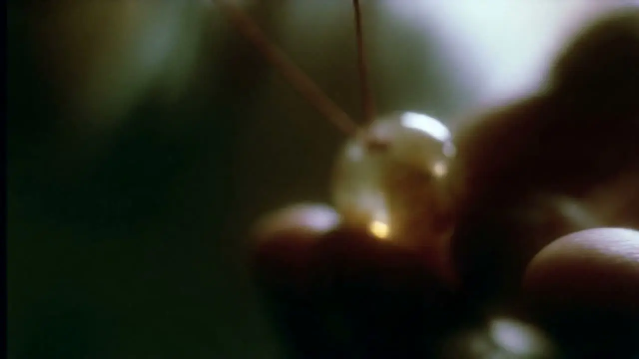 Arovia 守行｜潮绣灵鹿车香挂｜视频节点 17 - 副本
