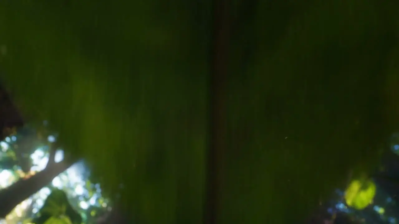 熬夜狐·爆笑森林冰块争夺奇遇记｜视频节点 15