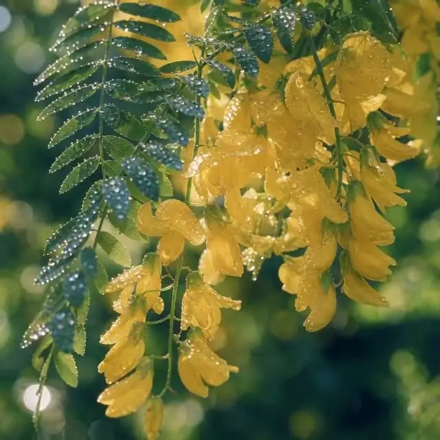 星野晨光-沐浴露广告｜视频节点 7