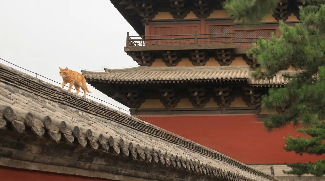 《猫眼看世界》晋北一梦｜图片节点 49