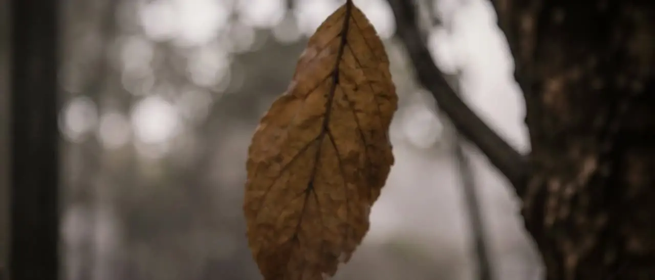 场痕｜视频节点 16