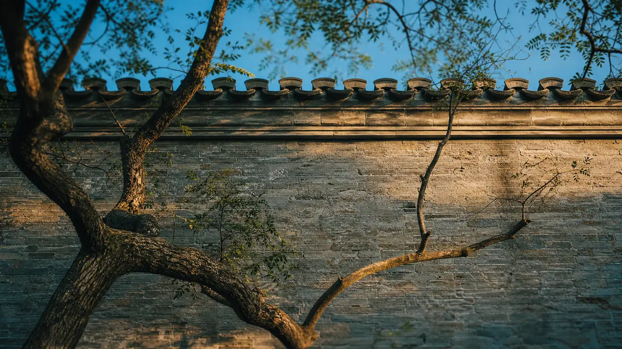 流畅传统中式打斗(真人无特效)|SC-01p 院落近景·北墙砖面+古树树冠·仰角