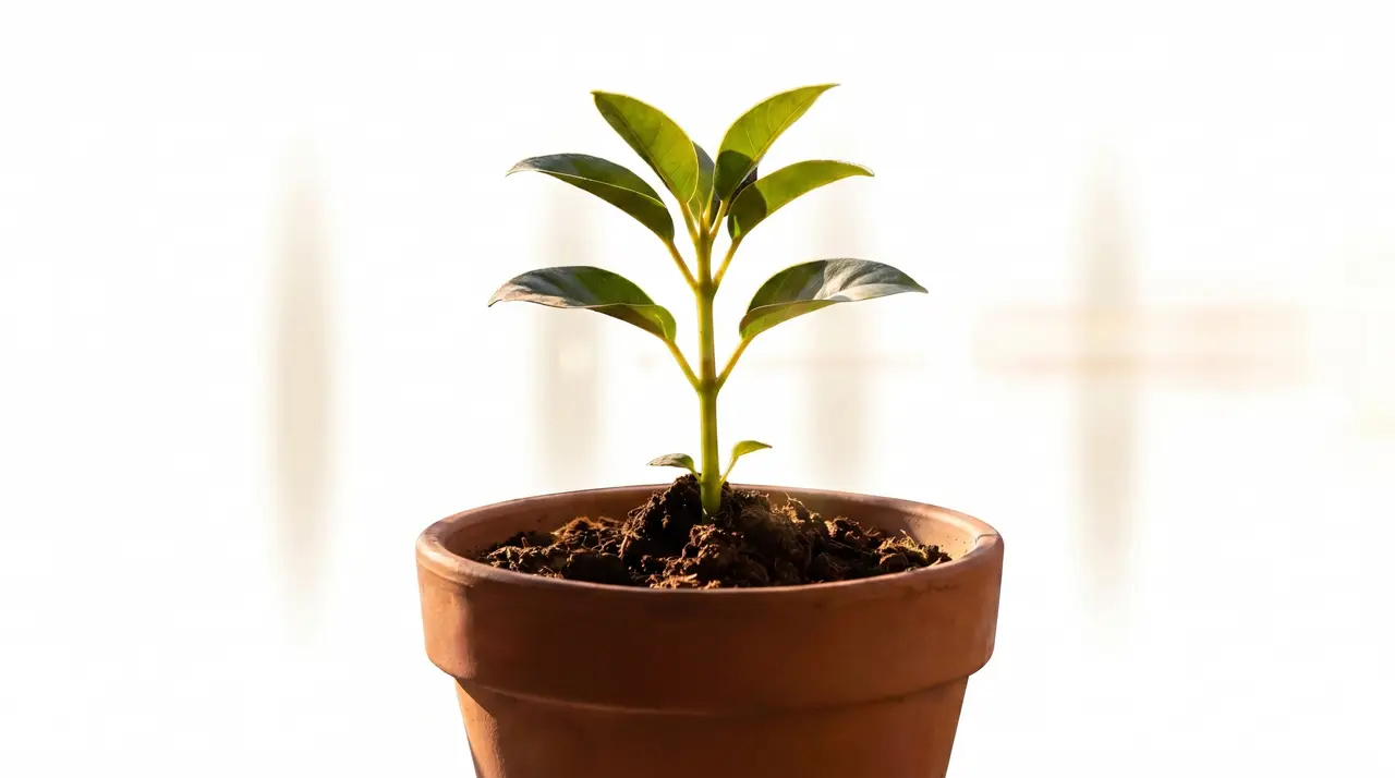 像种花一样思考｜图片节点 5