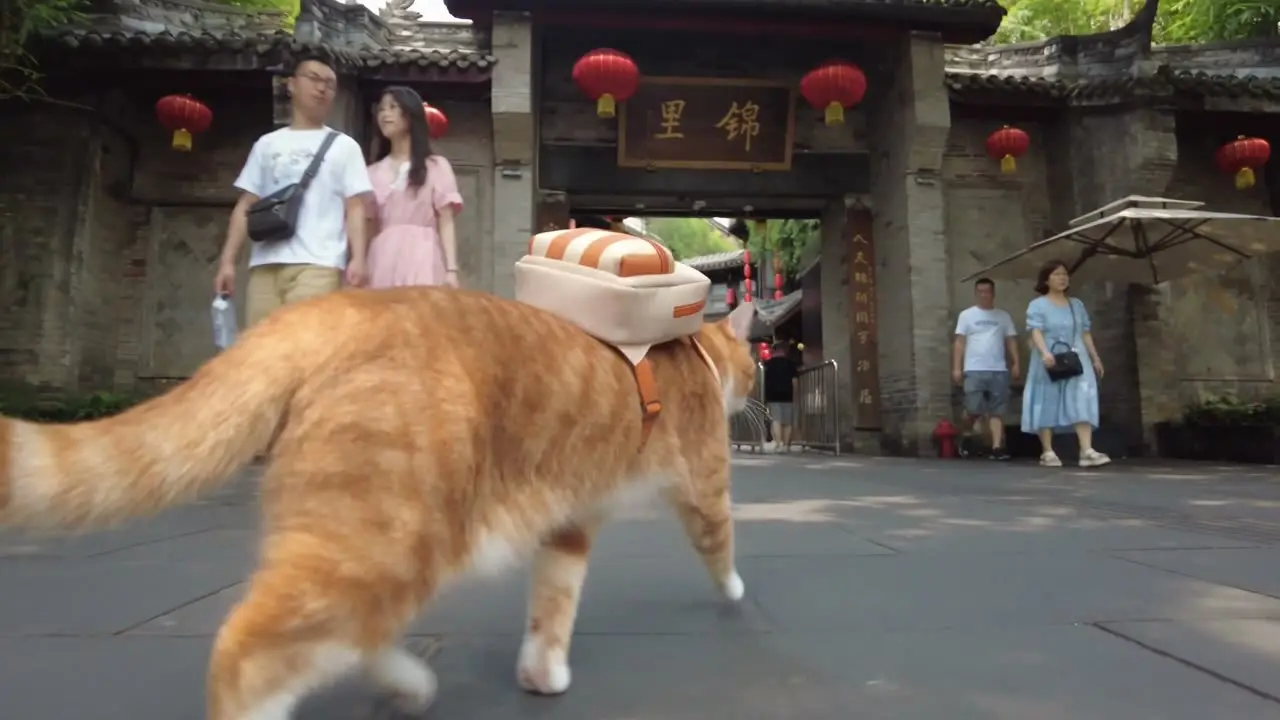 小橘游成都vlog｜V5c-侧面中景小跑穿门