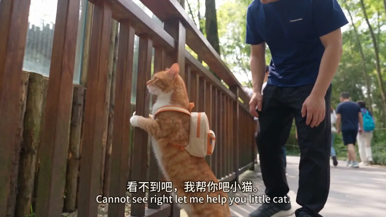 小橘游成都vlog｜V3-抱起看熊猫开心收尾(补充字幕)