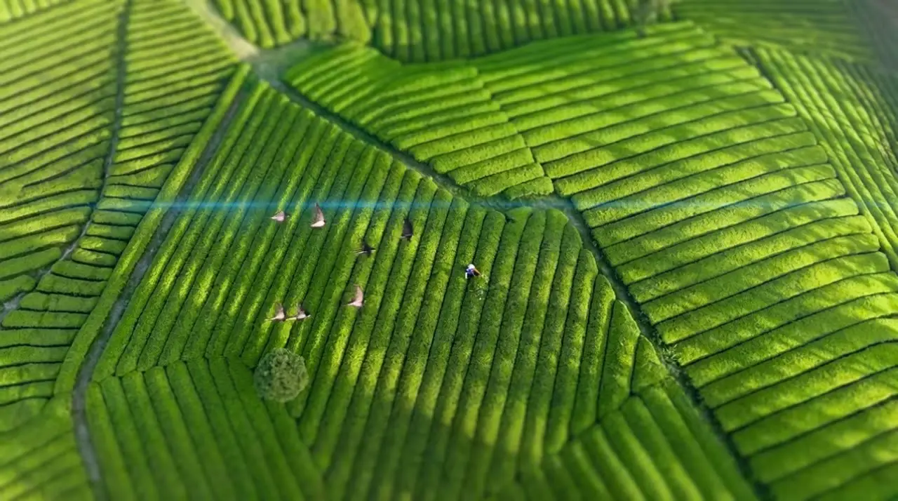 《茶舞》- 副本｜视频节点 19 - 副本